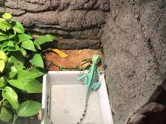 -上海大自然野生昆虫馆(东方明珠·爬宠昆虫探索中心)