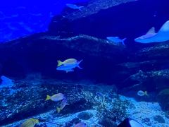 -海合安武汉极地海洋公园