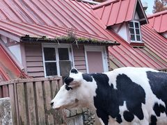 -神户市立六甲山牧场