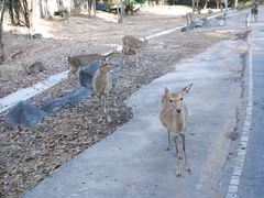 -清迈夜间动物园
