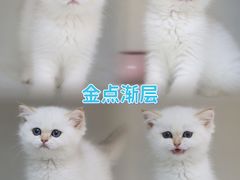 -lincat·猫舍(广州店)