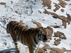 -西霞口神雕山野生动物世界