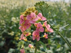 -中国天府农业博览园