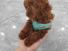 -芭比堂动物医院·CT·微创中心(新顺分院)