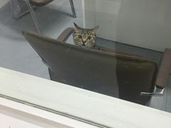 -达爱动物医院·犬猫分区·CT·复杂眼科(远洋山水分院)