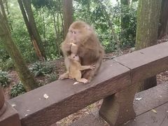 -峨眉山风景名胜区