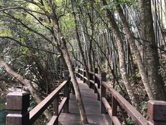 -祁门牯牛降观音堂风景区