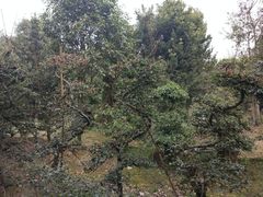 -郫都区农科村景区