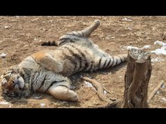 -大连森林动物园