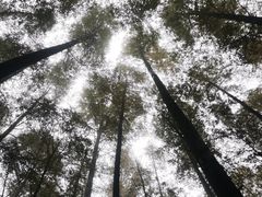 -山王坪喀斯特国家生态公园