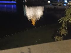 -荷兰花海