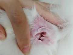 -瑞鹏宠物医院·夜间急症·心超·猫科(祖庙分店)