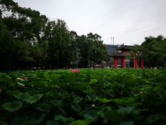 -四川大学(望江校区)