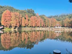 -深圳仙湖植物园