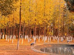 -艾溪湖湿地公园