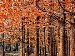-白水寺森林公园