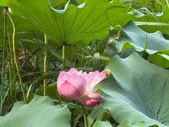 -莲花池公园