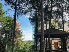 -铁山坪森林公园