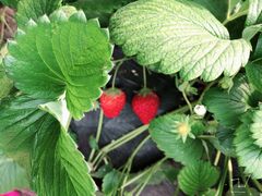 -田趣农庄草莓采摘园