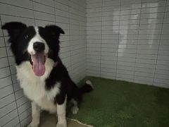 -宠爱多约克夏马尔济斯泰迪小型犬专卖