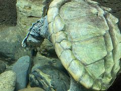 -太平洋海底世界