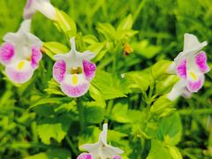 -广州神农草堂中医药博物馆