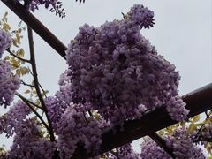 -嘉定紫藤园