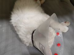 -萌兽医馆·犬猫专科·眼科中心·宠物医院(朝阳门分院)