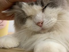 -楼上猫咖(罗湖店)
