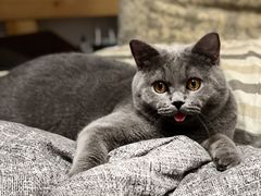 -猫大福·Fortune Cat猫舍(百子湾店)