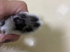 -狗不理喵子(百富路店)