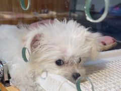 -FAELING PETS美天灵宠物(富力广场店)