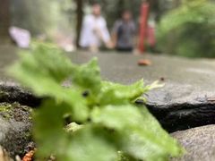 -白帝城·瞿塘峡景区