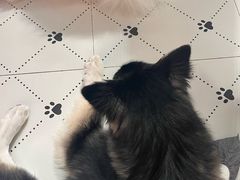 -毛绒耶耶撸宠馆·猫咖·狗咖·荷兰猪咖