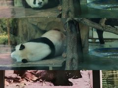 -成都动物园