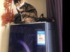 -安徽阜阳卷馍(西单店)