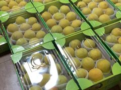 -南汇新场正宗水蜜桃采摘