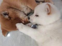 -柴犬小屋·柴餐厅·狗咖食堂(金鼎广场店)