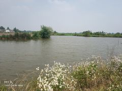 -同銮特种养殖场·龙虾垂钓