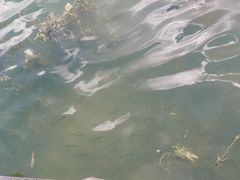 -桐乡凤凰湖
