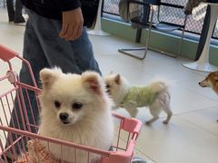 -怪兽屋·羊驼·猫咖·狗咖(俊华广场店)