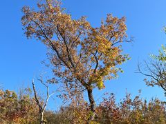 -北京西山国家森林公园