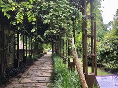-中国科学院西双版纳热带植物园