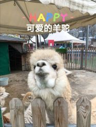 -萌宠亲子动物乐园(槐房万达店)