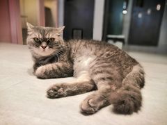 -猫儿山۰猫主题餐厅