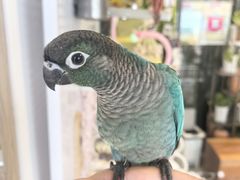 -吉丁鸟咖·异宠·寄养