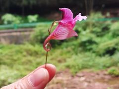 -芦沟竹海