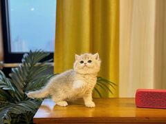 -猫十亿·布偶金渐层·曼基康矮脚猫舍(青年路店)