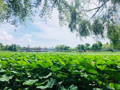 -长春市南湖公园