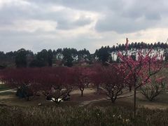 -秀丽东方